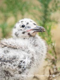 Western Gull Chick at Nest Amidst Plants, Larus occidentalis, La Jolla Cove, Larus occidentalis