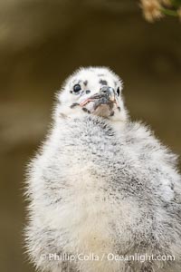 Western Gull Chick at Nest Amidst Plants, Larus occidentalis, La Jolla Cove, Larus occidentalis