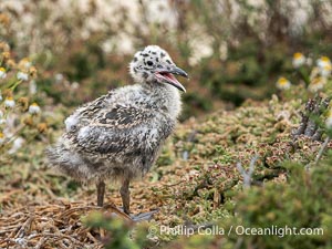 Western Gull Chick at Nest Amidst Plants, Larus occidentalis, La Jolla Cove, Larus occidentalis