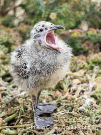 Western Gull Chick at Nest Amidst Plants, Larus occidentalis, La Jolla Cove, Larus occidentalis