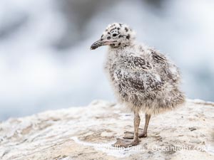 Western Gull Chick on Sea Cliff over the Ocean, Larus occidentalis, La Jolla Cove, Larus occidentalis