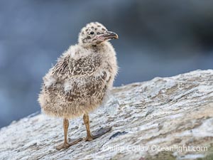 Western Gull Chick on Sea Cliff over the Ocean, Larus occidentalis, La Jolla Cove, Larus occidentalis