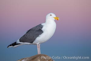 Western gull, early morning pink sky, Larus occidentalis, La Jolla, California