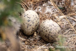 Western Gull Eggs on the Nest, Larus occidentalis, La Jolla Cove, Larus occidentalis