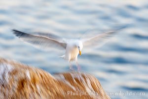 Western gull in flight, blurred due to time exposure before dawn, Larus occidentalis, La Jolla, California