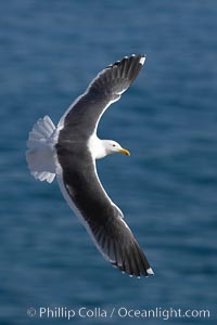Western gull in flight. La Jolla, California, USA, Larus occidentalis, natural history stock photograph, photo id 20327