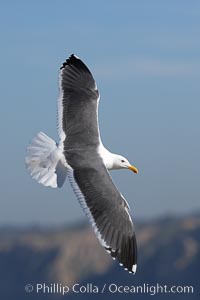 Western gull in flight, Larus occidentalis, La Jolla, California