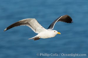 Western gull in flight, Larus occidentalis, La Jolla, California