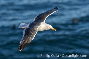 Western Gull in Flight, La Jolla, Larus occidentalis