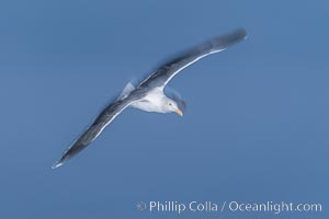 Western gull in flight, motion blur and strobe light, La Jolla, California