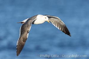 Western gull in flight over the ocean, La Jolla