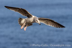 Western gull in flight, second winter, La Jolla, California