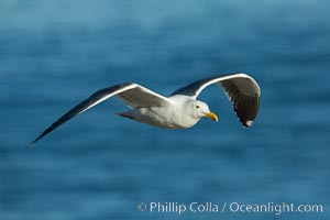 Western gull, flying, Larus occidentalis, La Jolla, California