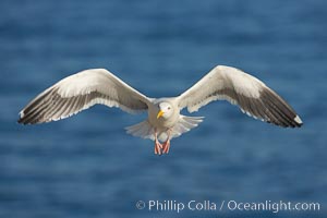 Western gull in flight, Larus occidentalis, La Jolla, California