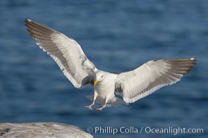 Western gull in flight, Larus occidentalis, La Jolla, California