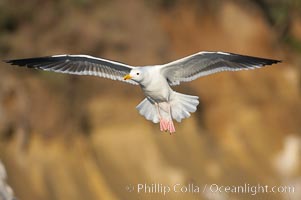 Western gull in flight, Larus occidentalis, La Jolla, California