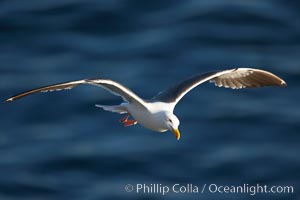 Western gull in flight, Larus occidentalis, La Jolla, California