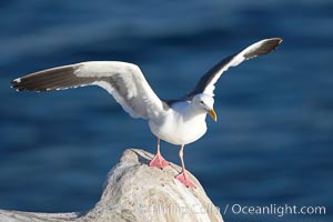 Western gull on sandstone cliffs, Larus occidentalis, La Jolla, California