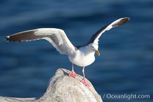 Western gull on sandstone cliffs, Larus occidentalis, La Jolla, California