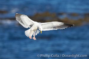 Western gull in flight, Larus occidentalis, La Jolla, California