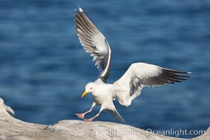 Western gull in flight, Larus occidentalis, La Jolla, California