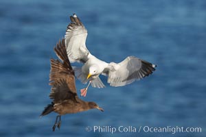 Western gull in flight, Larus occidentalis, La Jolla, California