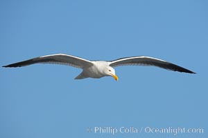Western gull in flight, Larus occidentalis, La Jolla, California