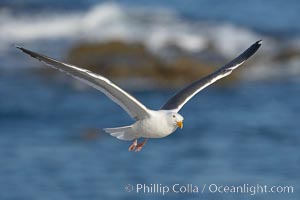 Western gull in flight, Larus occidentalis, La Jolla, California