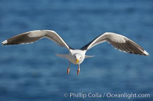 Western gull in flight, Larus occidentalis, La Jolla, California