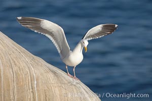 Western gull on sandstone cliffs, Larus occidentalis, La Jolla, California