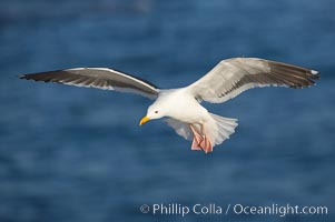 Western gull in flight, Larus occidentalis, La Jolla, California