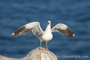 Western gull on sandstone cliffs, Larus occidentalis, La Jolla, California