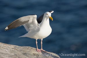 Western gull on sandstone cliffs, Larus occidentalis, La Jolla, California