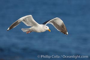 Western gull in flight, Larus occidentalis, La Jolla, California