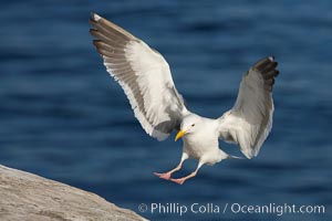 Western gull in flight, Larus occidentalis, La Jolla, California