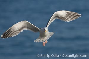Western gull in flight, Larus occidentalis, La Jolla, California