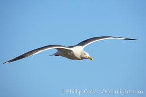 Western gull, flying, Larus occidentalis, La Jolla, California