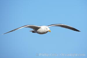 Western gull, flying, Larus occidentalis, La Jolla, California