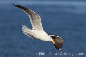 Western gull, flying, Larus occidentalis, La Jolla, California