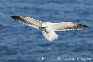 Western gull, flying, Larus occidentalis, La Jolla, California