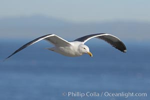 Western gull, flying, Larus occidentalis, La Jolla, California
