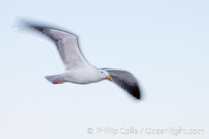 Western gull in flight, blur, Larus occidentalis, La Jolla, California