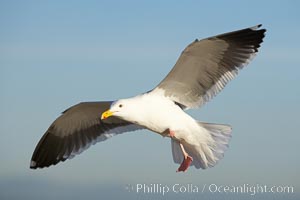 Western gull, flying, Larus occidentalis, La Jolla, California