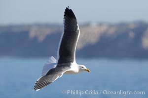 Western gull, Larus occidentalis, La Jolla, California