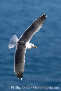 Western gull, Larus occidentalis, La Jolla, California