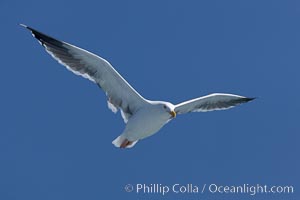Western gull in flight, Larus occidentalis
