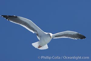 Western gull in flight, Larus occidentalis
