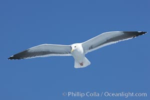 Western gull in flight, Larus occidentalis