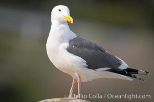 Western gull, adult breeding plumage, note yellow orbital ring around eye, Larus occidentalis, La Jolla, California