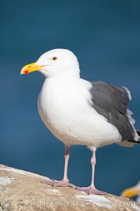 Western gull, adult breeding plumage, note yellow orbital ring around eye, Larus occidentalis, La Jolla, California